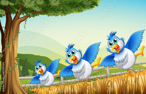 Three birds under the tree