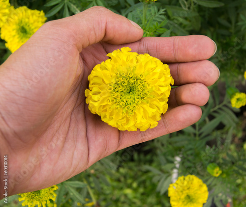 yellow flower on hand