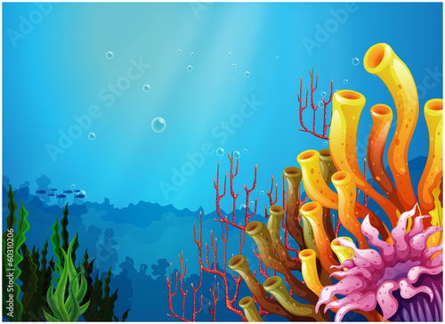 Corals under the sea