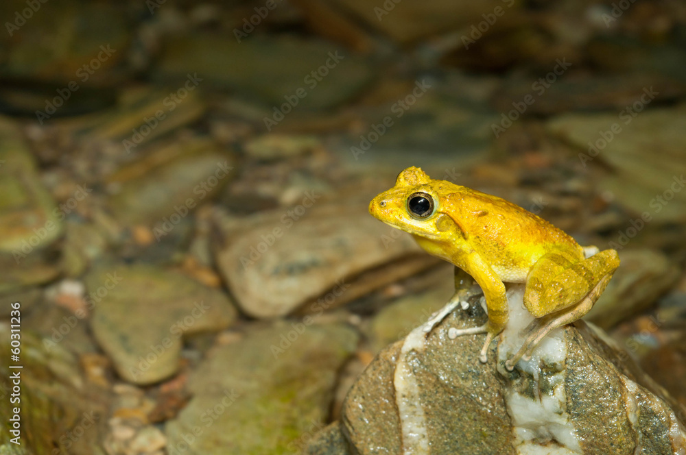 Naklejka premium リュウキュウカジカガエル