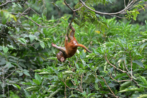 Playing macaque monkey in the jungle