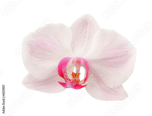 Pink streaked orchid flower isolated on a white background