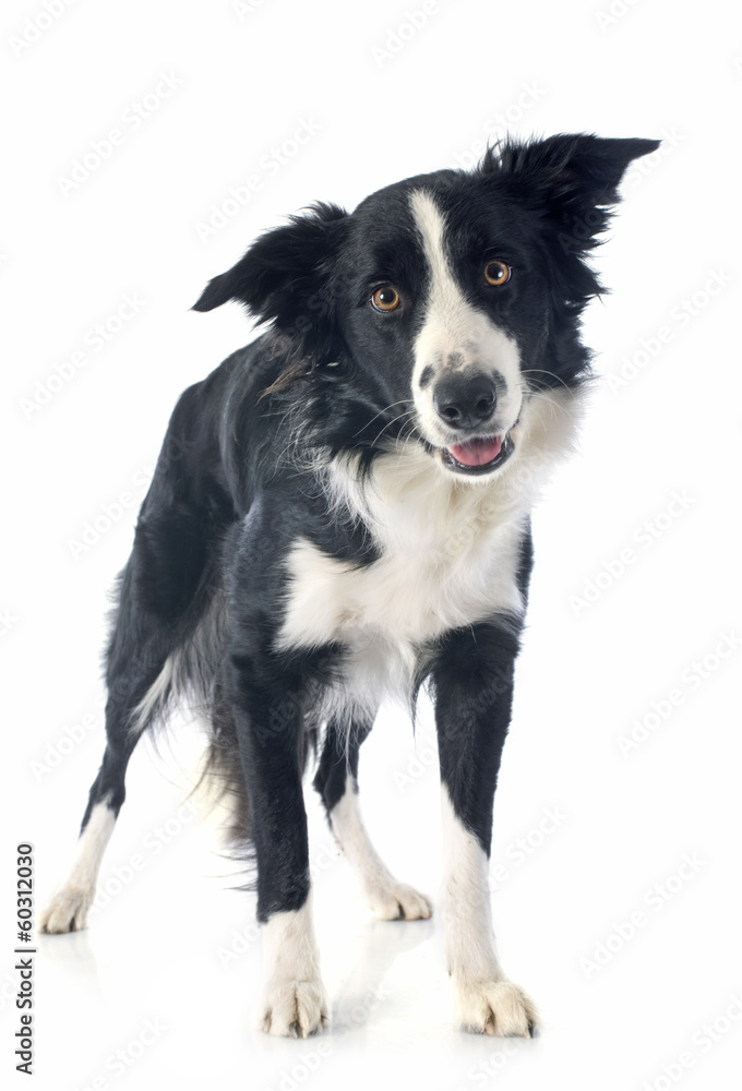 border collie