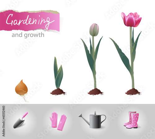growing tulip
