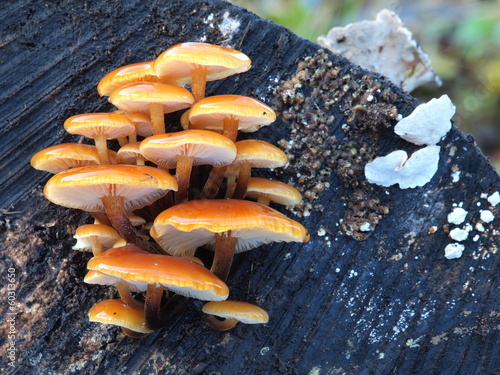 Samtfußrübling, Flammulina velutipes