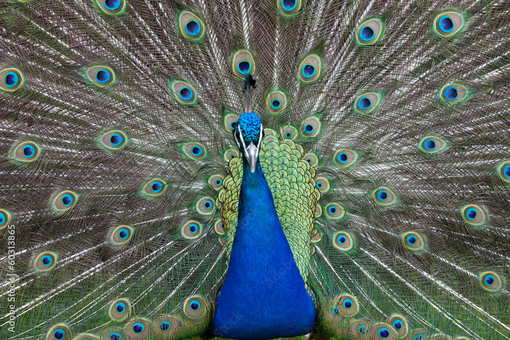 Fototapeta premium peacock showing its beautiful feathers