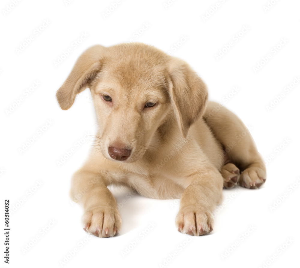 beige puppy looking beige puppy looking