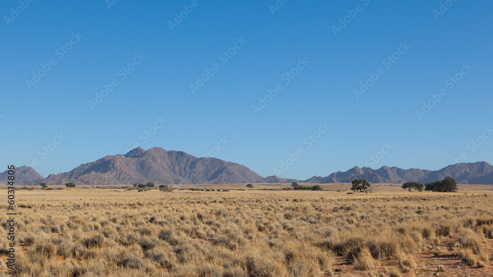 Desert landscape with grasses, red sand dunes and an African Aca Desert landscape with grasses, red sand dunes and an African Aca