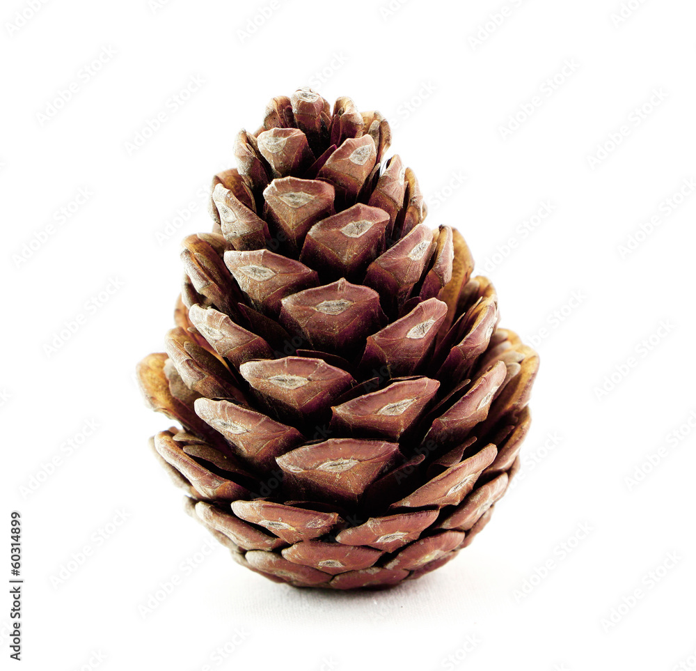 Pine cone isolated on white background Pine cone isolated on white background