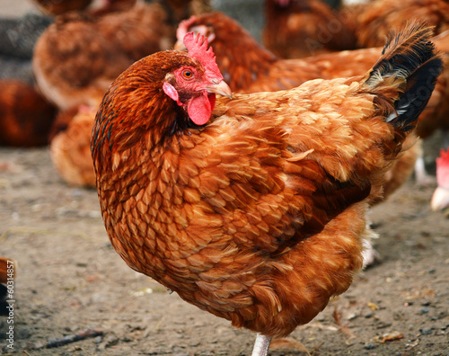 Chickens on traditional free range poultry farm