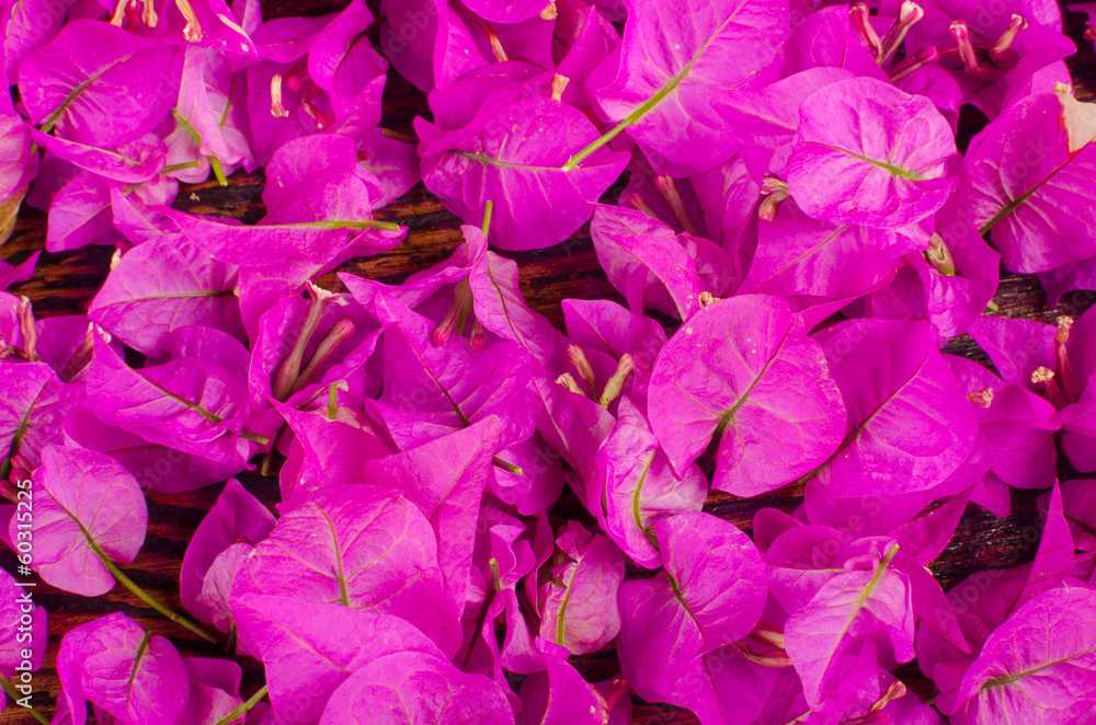 Bougainvillea flowers Bougainvillea flowers
