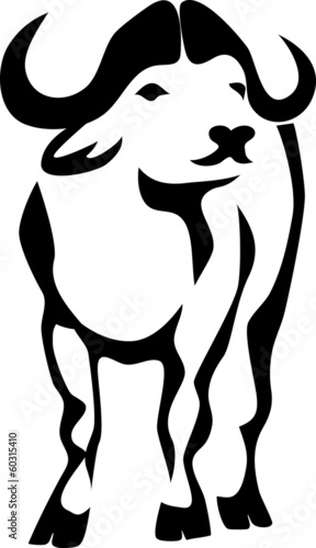 african buffalo