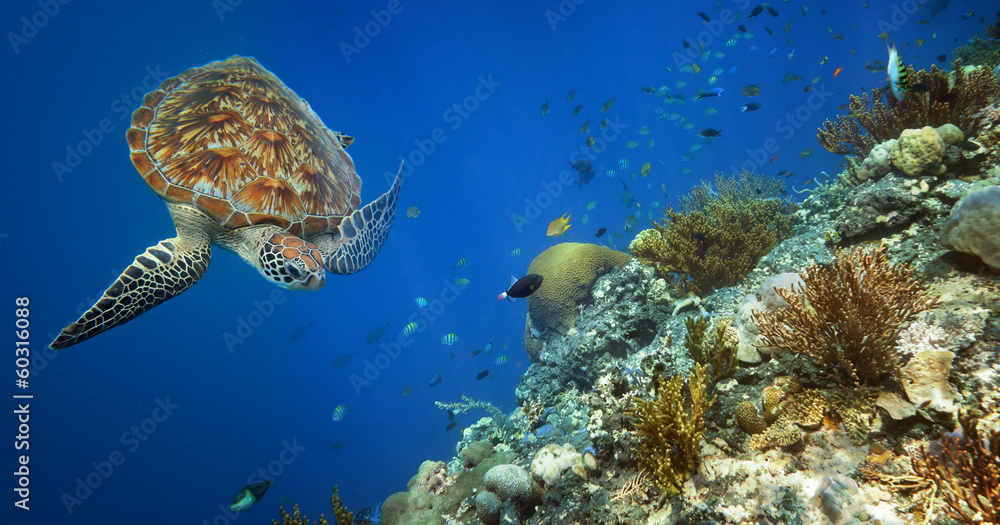 Obraz premium Sea turtle swimming over the coral reef.