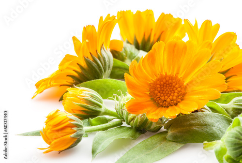 Fototapeta Naklejka Na Ścianę i Meble -  Calendula. flowers with leaves isolated on white
