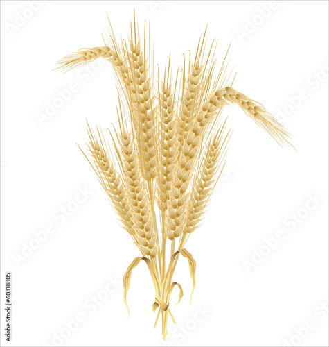 Wheat