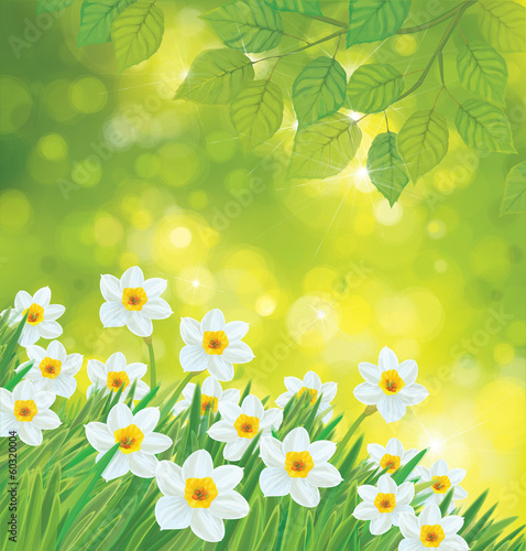 Vector daffodil flowers on spring background.