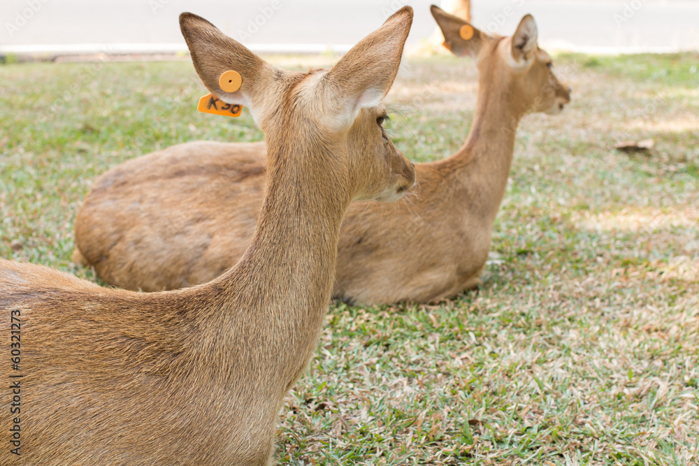 Obraz premium brow-antlered deer