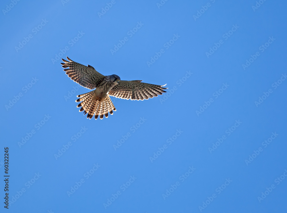 Fototapeta premium Common Kestrel Hovering