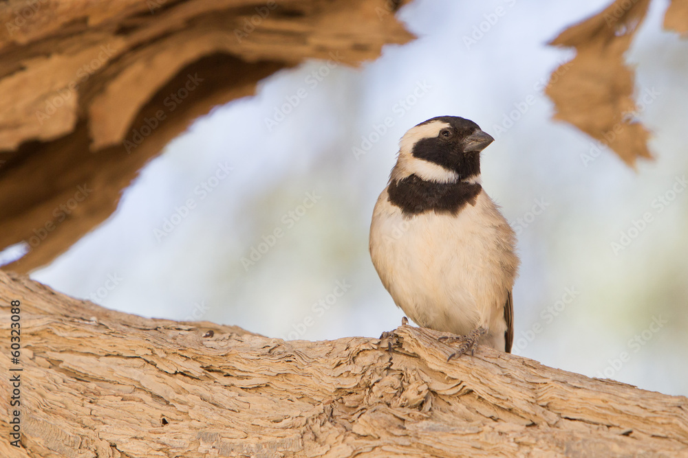 Naklejka premium Cape Sparrow (Passer melanurus)