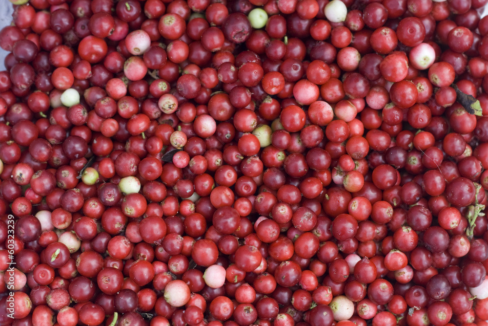 Fresh cowberry Fresh cowberry