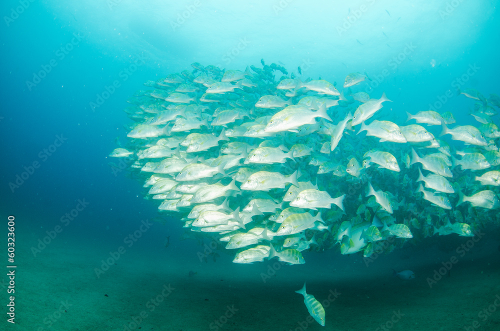 Obraz premium grunts and snapper, Baja california