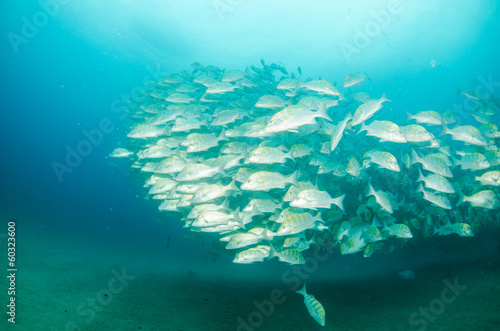 grunts and snapper, Baja california photo