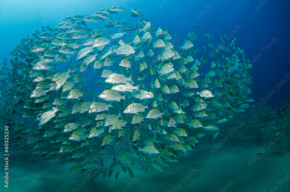 Fototapeta premium grunts and snapper, Baja california