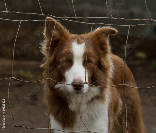 Collie Behind Fence
