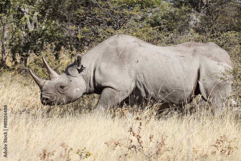 Fototapeta premium rhino in the bush