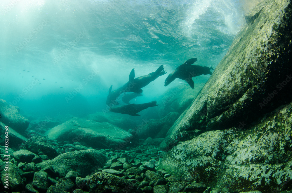 Fototapeta premium Californian sea lion (zalophus californianus)