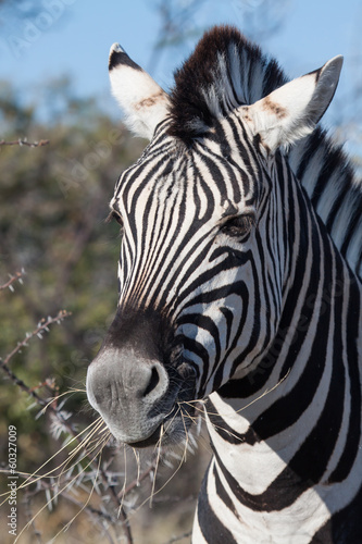 bushnell zebra photo