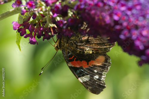 Red admiral butterfly on Butterflybush photo