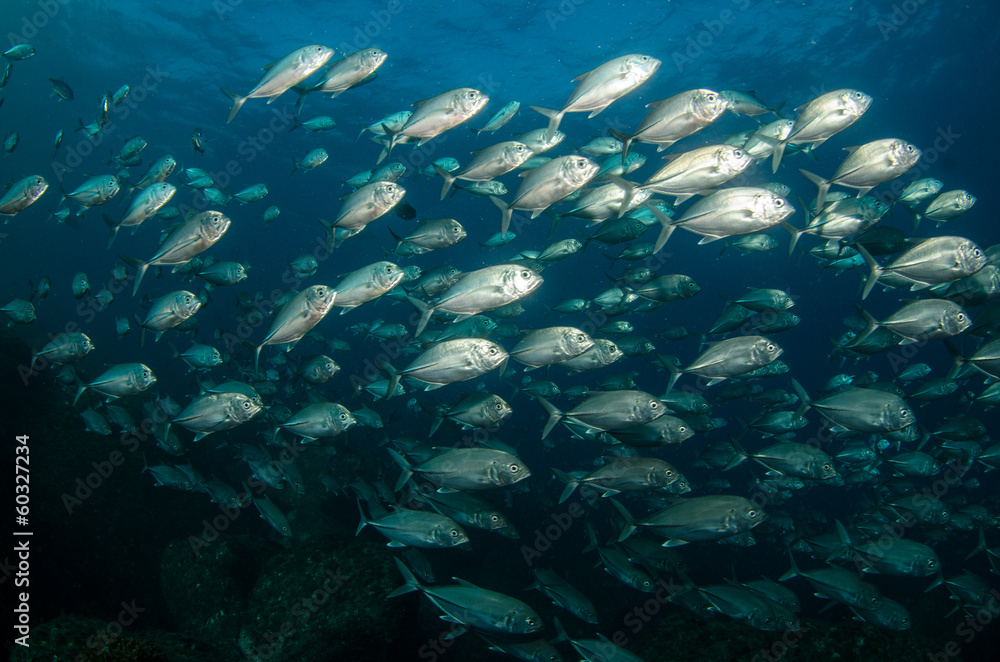Fototapeta premium Trevally baitball