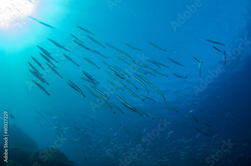 silver fish, sea of cortez © leonardogonzalez