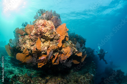 Fototapeta Naklejka Na Ścianę i Meble -  Pacific reefs