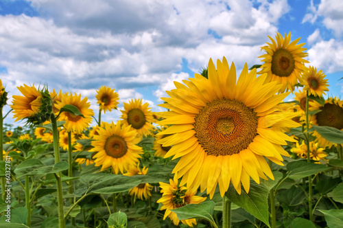 Sunflower field.