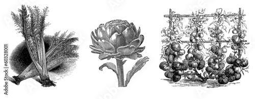 Some Vegetables - Légumes - Gemüse - 19th century photo