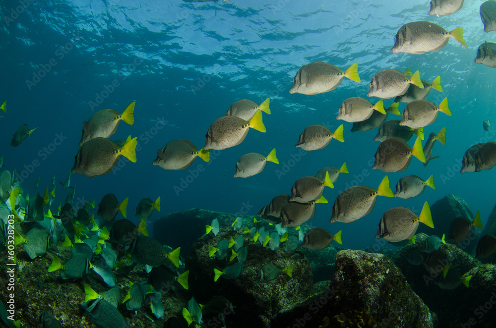 Fototapeta premium Surgeonfish, pacific reefs