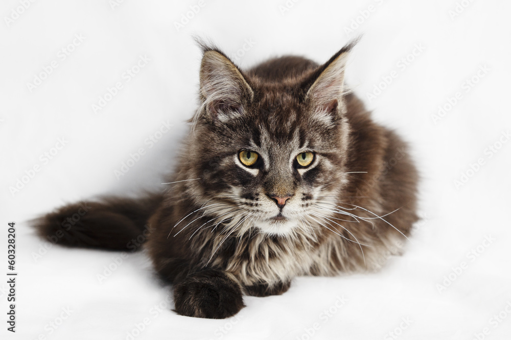 Obraz premium Maine Coon Kitten