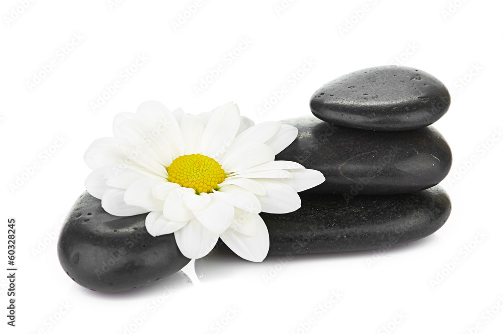 zen basalt stones and daisy isolated on white zen basalt stones and daisy isolated on white