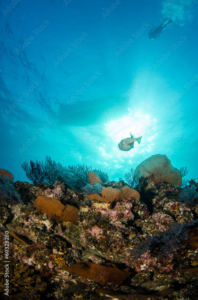 Fototapeta premium Pacific reefs