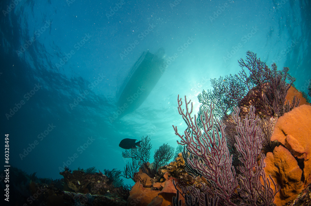 Obraz premium Pacific reefs