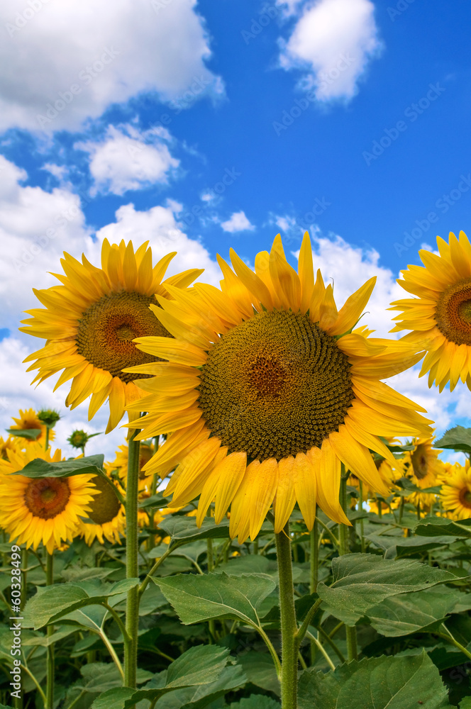 Sunflower field.