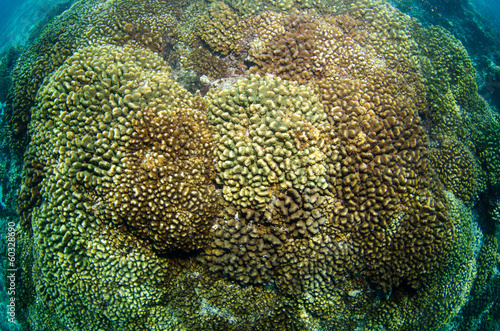 Pacific reefs