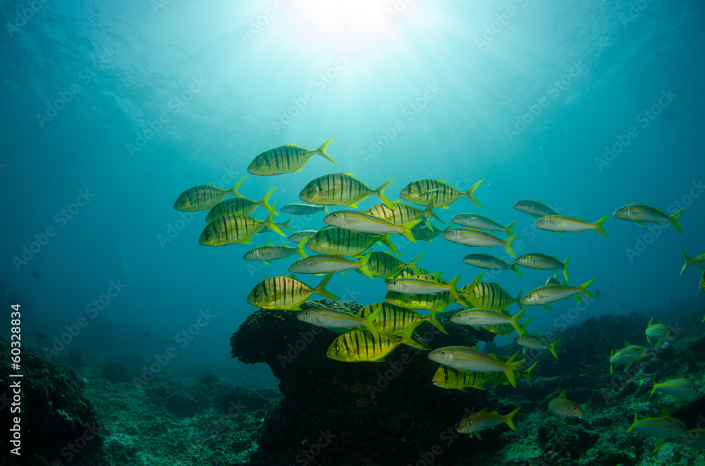 Fototapeta premium Pilotfish