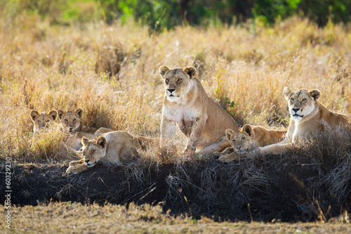 Lions pride resting in the grass