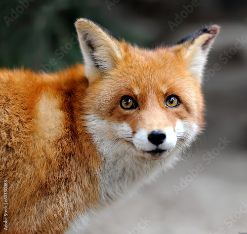 Obraz na plátně Wild red fox portrait