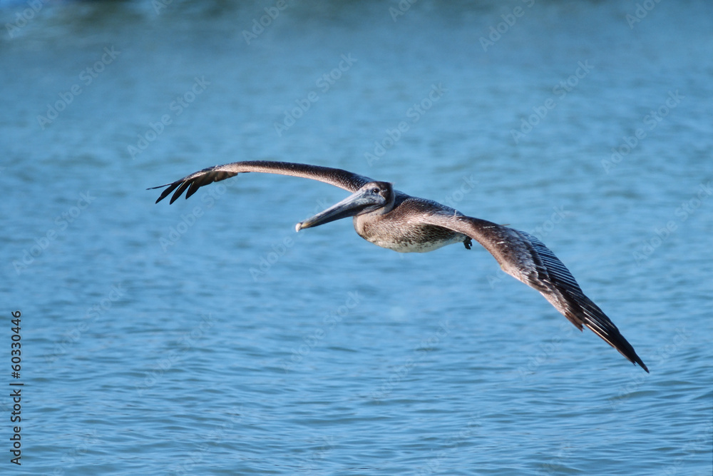 Pelikan im Flug Pelikan im Flug