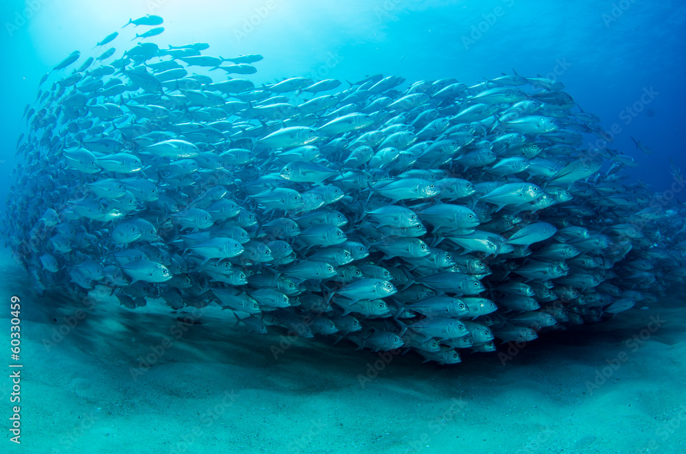 Obraz premium Trevally Baitball