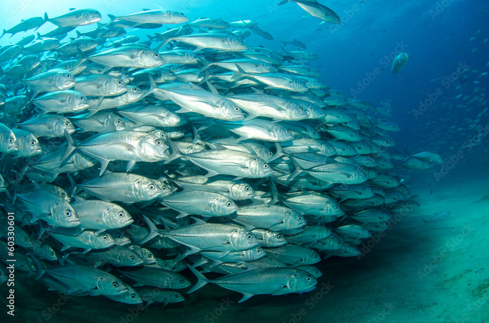 Trevally Baitball Trevally Baitball